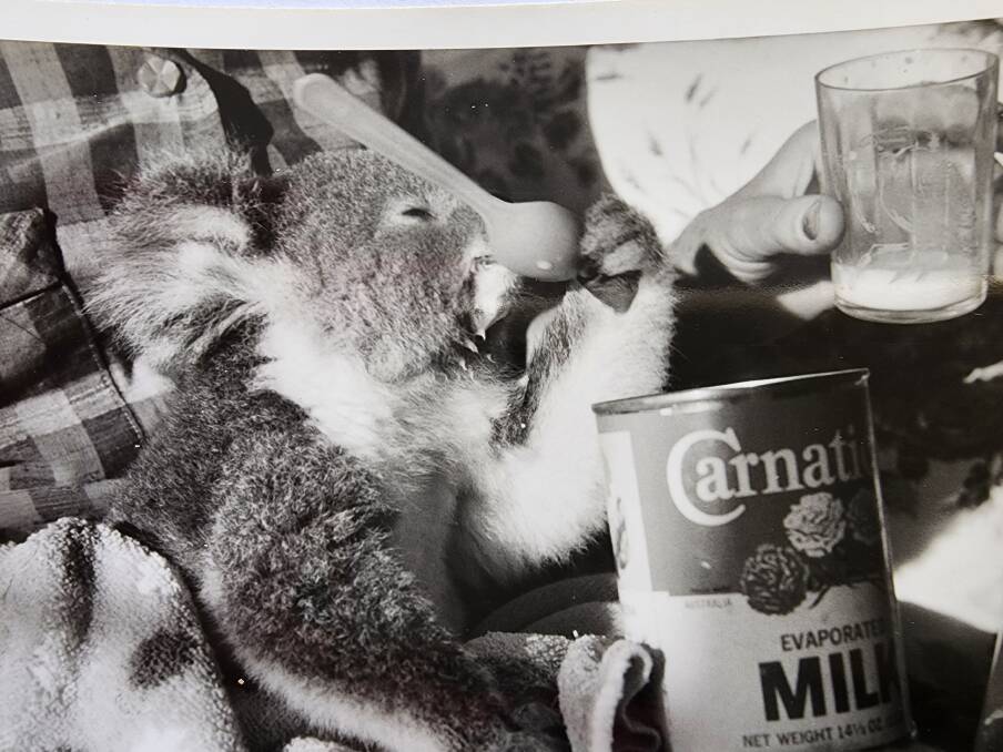 The first formulas for the koalas in the 1970s have changed significantly since then. Picture supplied by Koala Conservation Australia. 