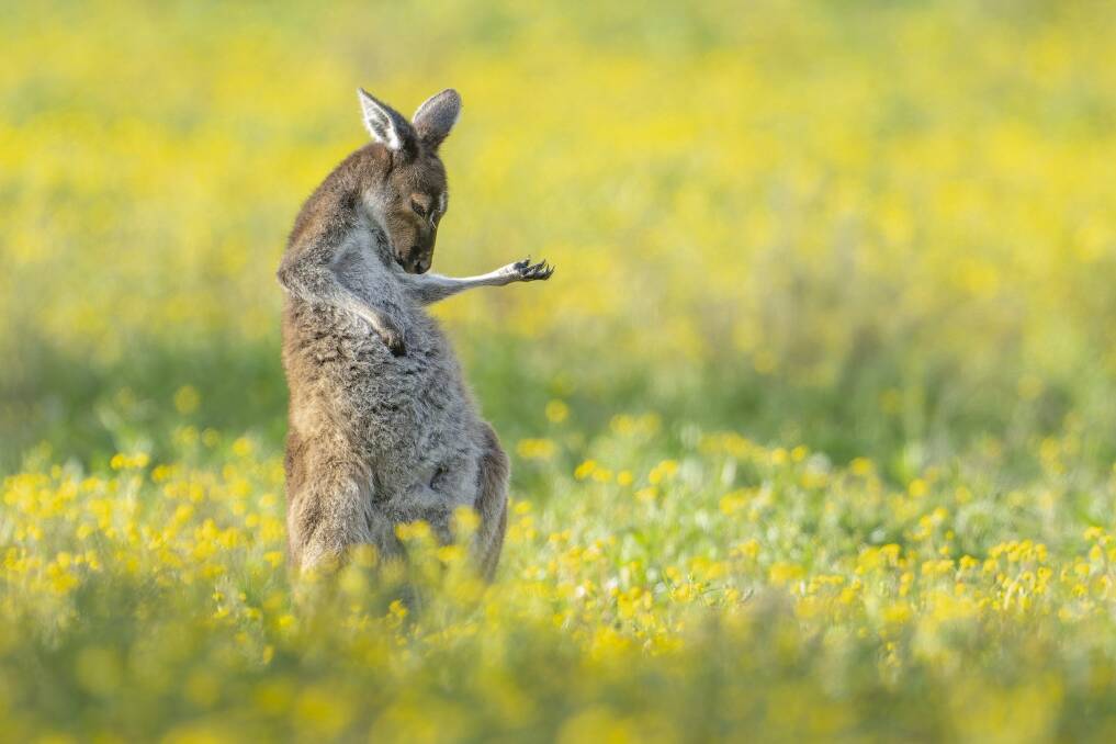 'Air Guitar Roo' captured in a field of yellow flowers. Picture by Jason Moore/The Comedy Wildlife Photography Awards 2023