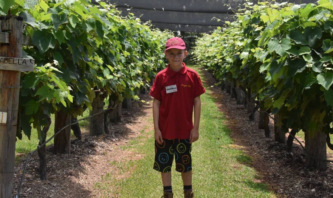 Alex Charlesworth is the youngest volunteer at Douglas Vale Historic Homestead and Vineyard. Picture by Abi Kirkland