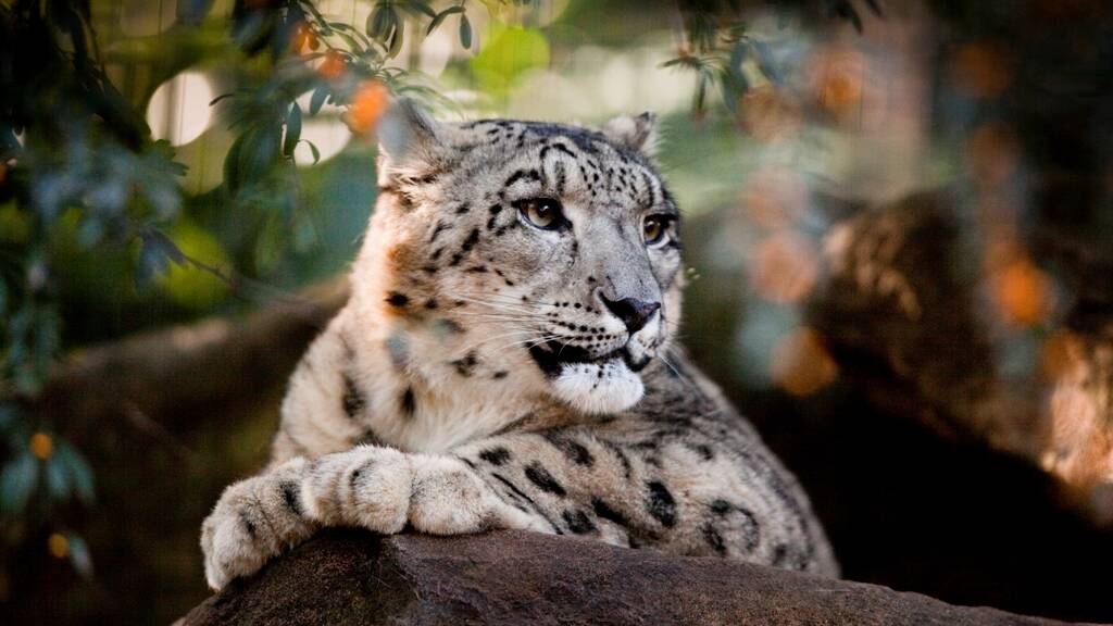 Big cats:  Visit the beautiful snow leopards at The Billabong Zoo and Koala Park.  See the koalas, feed the kangaroos, and watch the majestic Shrek the Croc in action.




