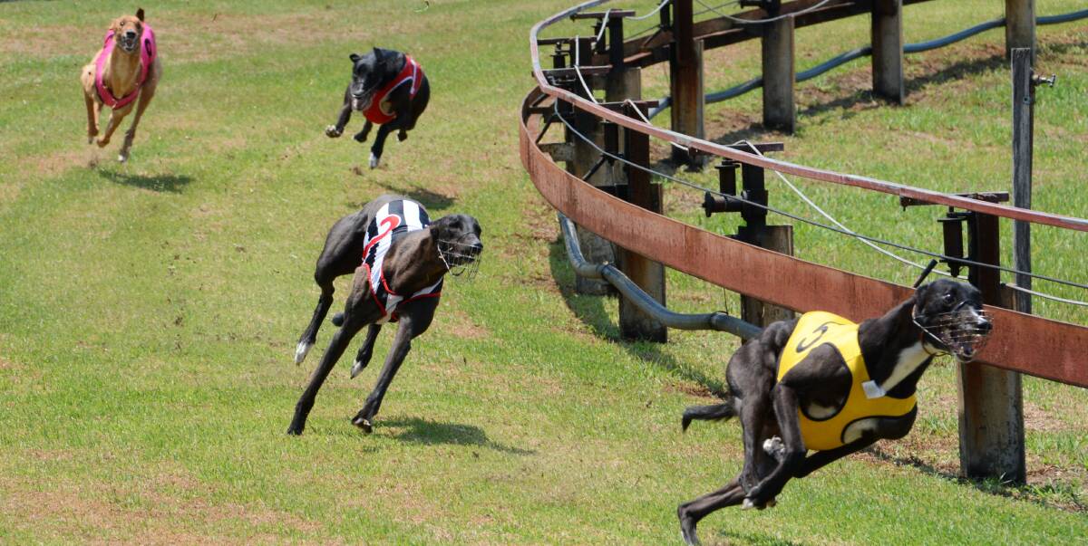 Greyhound Racing NSW to lift travel restrictions from June 1