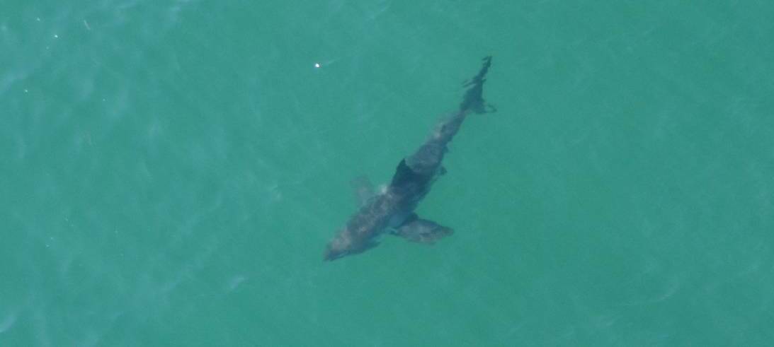 Swimming along: A shark. Photo: Trevor Kee.