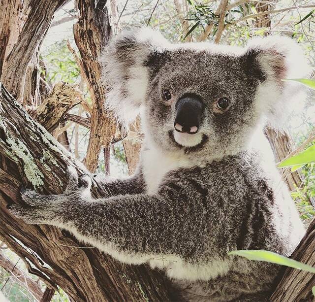 Koala extinction now more likely