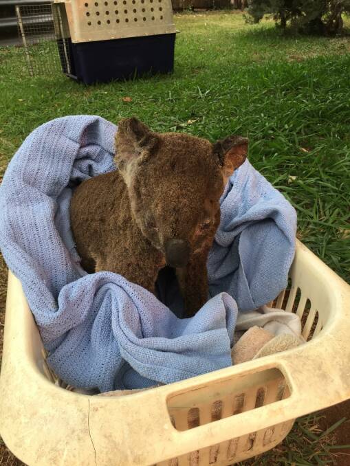 Badly burnt koala "in a world of hurt" rescued by ex-policeman