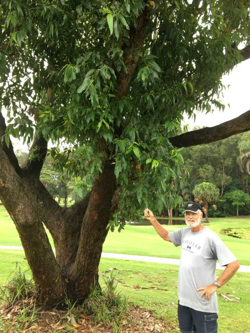 Right tree: Port Macquarie Golf Club member John Mills has helped identify suitable trees to harvest leaves.