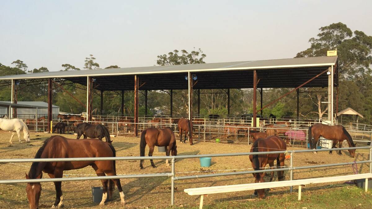 Noah's Ark: The Wauchope Showground catered for up to 500 animals during the height of the bushfire threat.