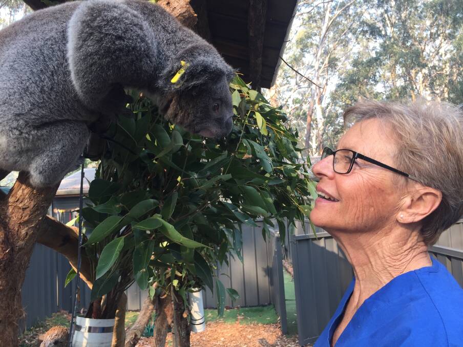 Community help: Port Macquarie Koala Hospital clinical director Cheyne Flanagan is urging the community to help them find the person or persons responsible for the death of a koala at Henry Kendall Reserve.