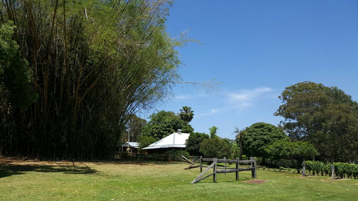 Stunning: The historic Douglas Vale will host an open day on Saturday. Part of the focus will be on the heritage of the bamboo stands that create a wonderful entrance to the site.