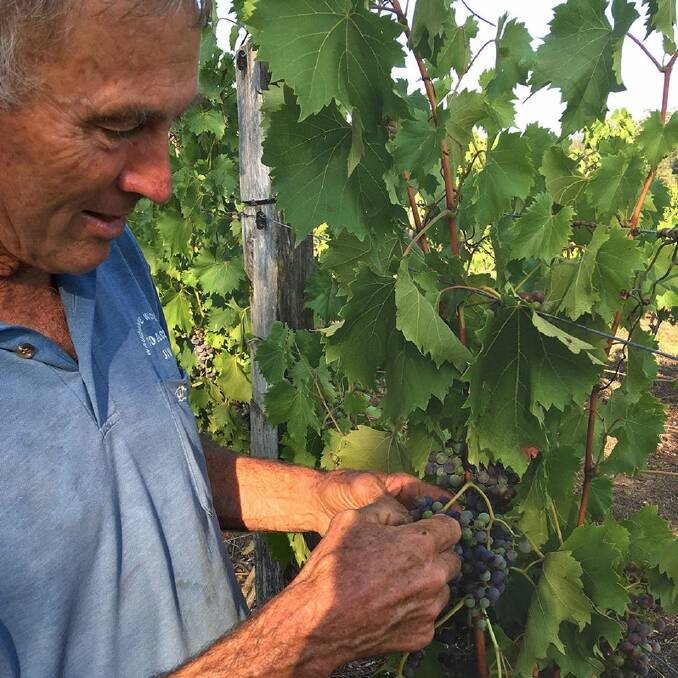 Still quality: Bago Winery owner Jim Mobbs inspecting the 2020 harvest.