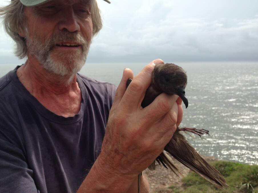 Rare bird: Hastings Birdwaters' Peter West with the off-course Bulwer petrel.