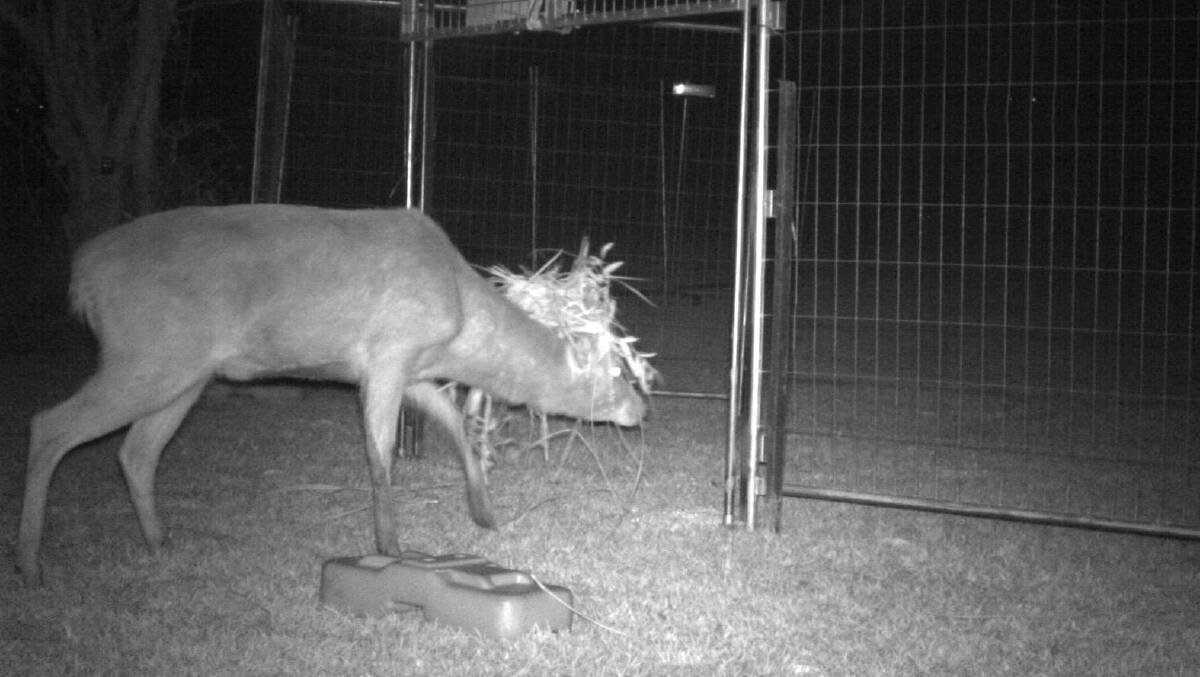 In action: The deer trap is proving effective during the trial phase.