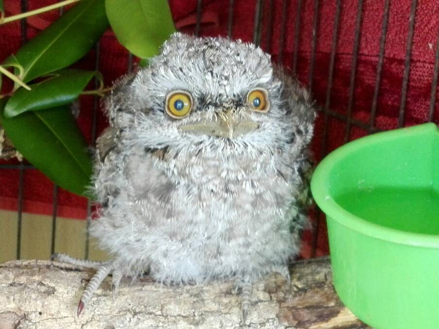 Help me: A Tawny Frogmouth chick in Fawna's care. The wildlife rescue service is hosting a induction training course on October 6. Photo: Andrew Ryan