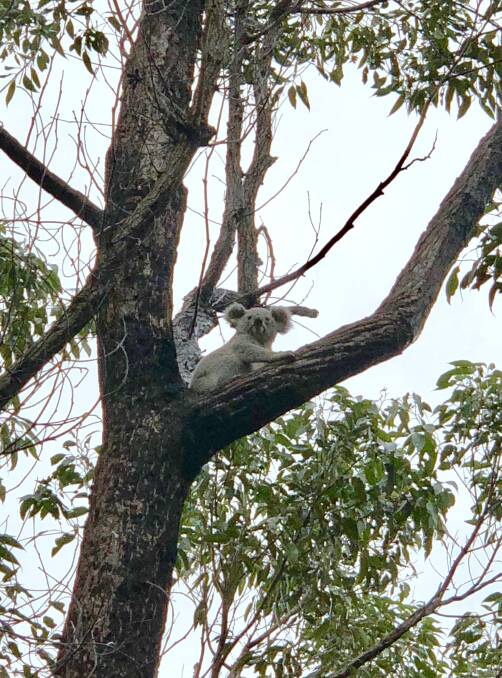 Home again: One of the released koalas enjoying the scenery. Photo: supplied