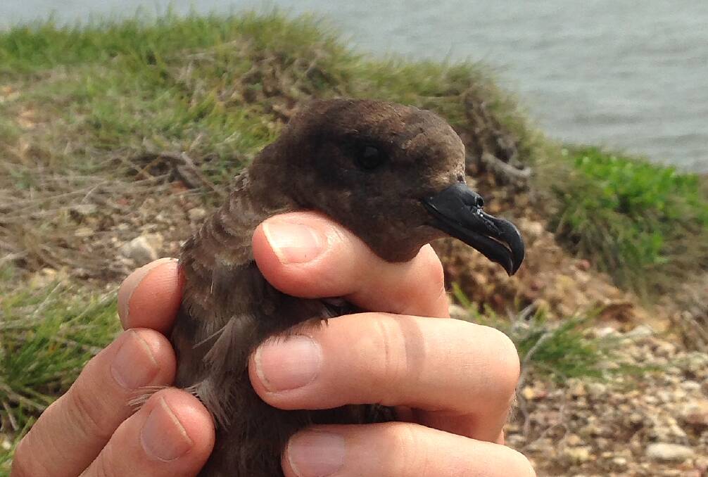 Please release me: The Bulwer petrel is normally found about 100 kilometres north west of Darwin.