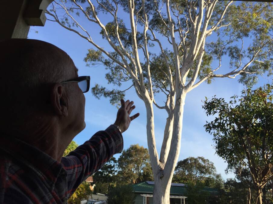 It's a concern: Lighthouse Beach resident Ray Acheson with the dangerous lemon scented gum tree situated outside his Matthew Flinders Drive home. Photo: Peter Daniels