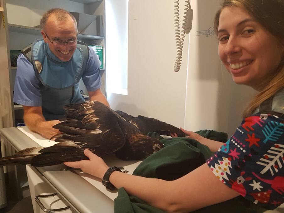Clipped wings: Wauchope Vets' Michael Ferguson and Sarah Fardell treating the Wedge-tailed eagle at the clinic on Wednesday December 2.