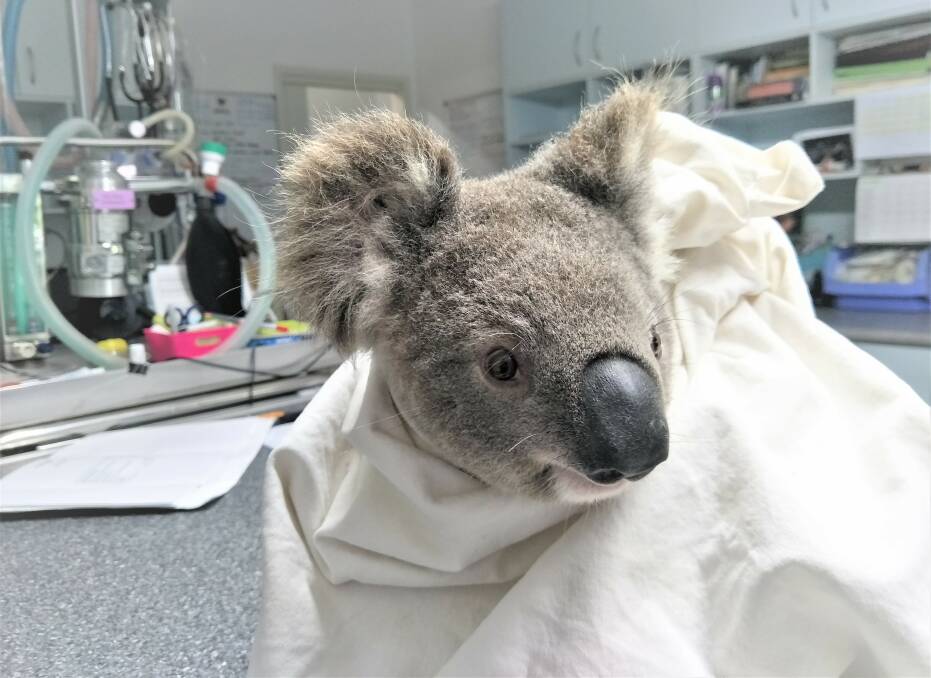 On alert: Koala Hospital volunteers remain on alert for injured koalas and other wildlife as bushfire continue to erupt throughout the Mid-North Coast.