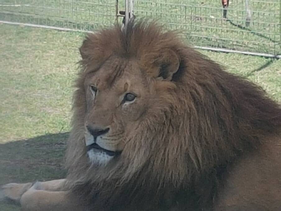Retirement: Lennon Bros Circus has confirmed its three lions will retire to a wildlife resort in Sydney. Photo: Olwen Williams