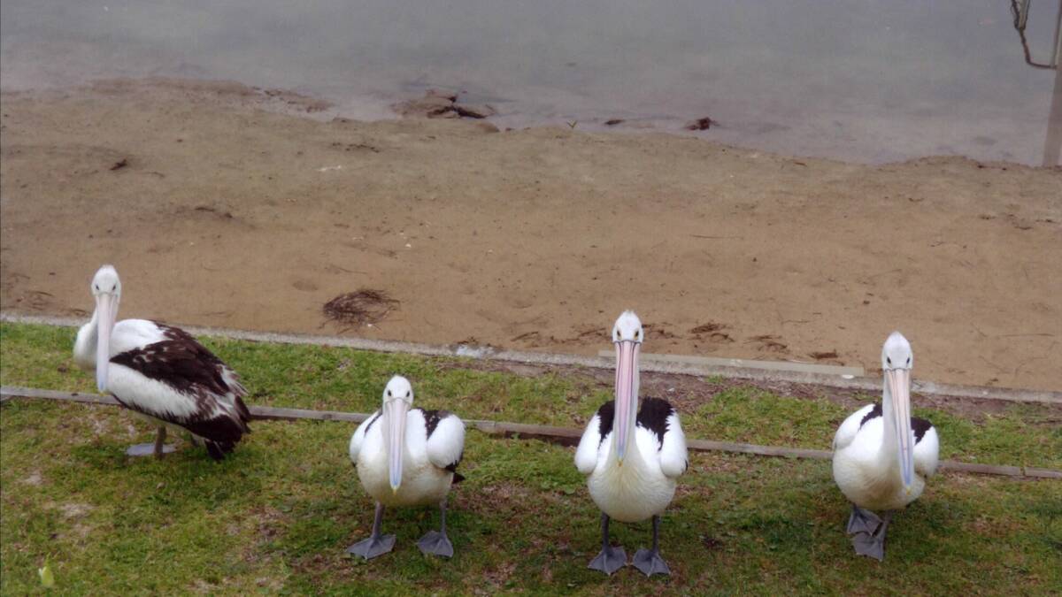 Waiting: Some of the pelicans Tom Pearson feeds. They include Roger and Marilyn, who are both one-legged.
