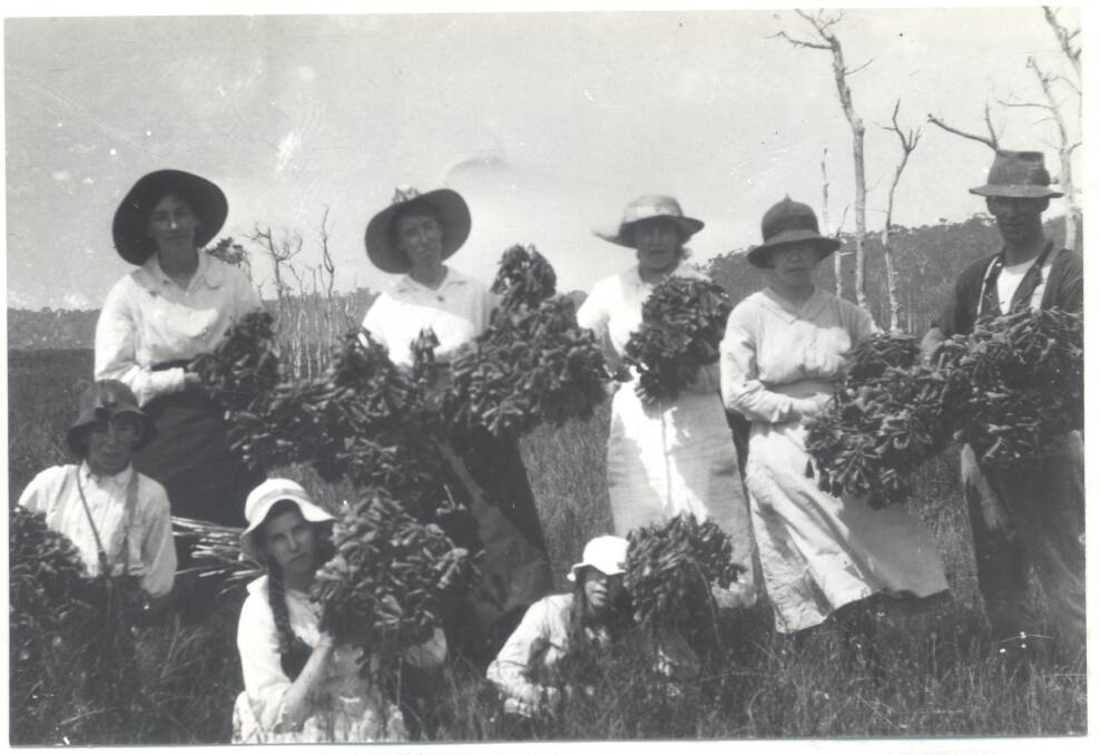 Members of the McLaren family collecting Christmas Bells at Limeburners Creek, 1919. Photo: Port Macquarie Historical Society.
