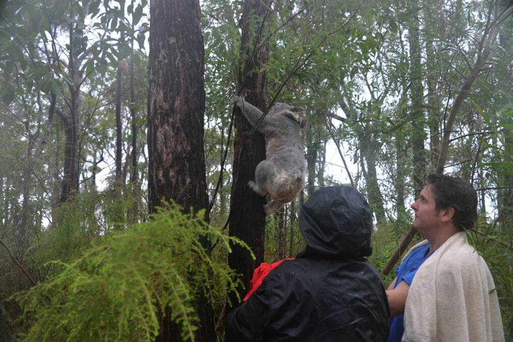Back home: One of the injured koalas is released back into the wild following at the Limeburners Creek 'Big Hill' fires in December. Photo: supplied