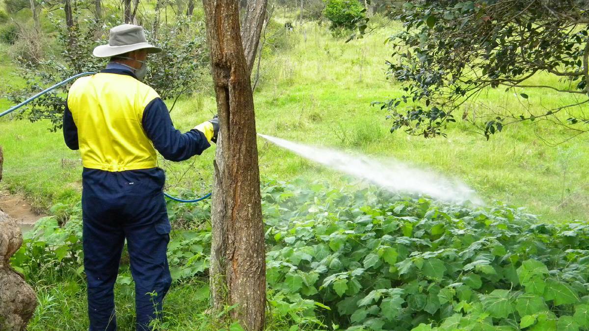 Spray concerns: Hand spraying of tropical soda apple on the Mid-North Coast. A meeting is on Monday February 24 regarding the class action being brought against Monsanto Australia Pty Ltd concerning the use of Roundup.
