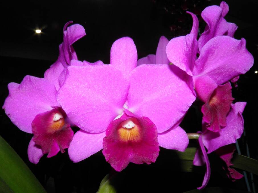 Orchid Society Grand Champion, Laeliinae Lc. Little Suzie 'Orchidglen' presented by Noeleen O'Donnell.
