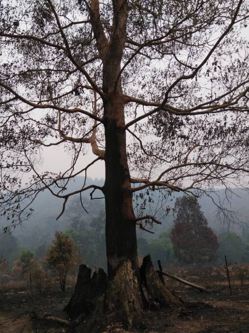 Lost forever: Lisa McLeod provided this photo of an old tree that was burnt out during the devastating bushfires on her property.