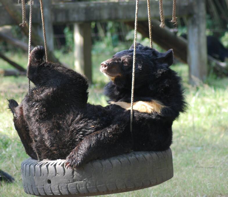 Hanging out: Aussie - or Delaney - is a bear Anne and wife Anni sponsor.