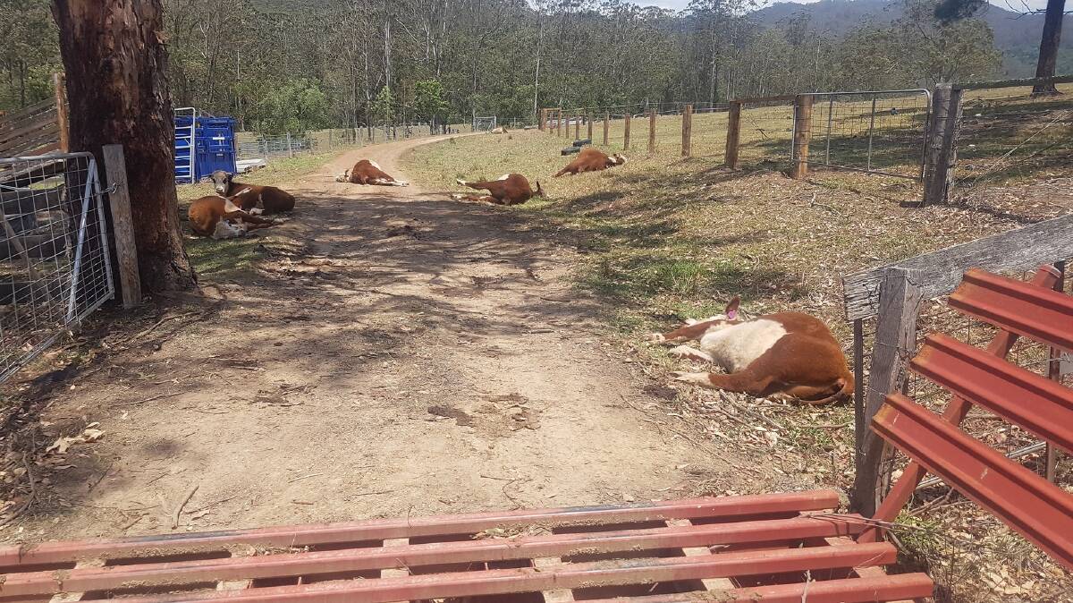 Confronting: This graphic photo taken by Wauchope Vets shows the devastating scene at the Hastings farm.