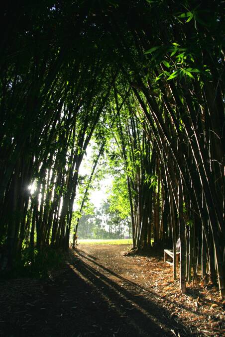 The bamboo stand creates a wonderful entrance to Douglas Vale.