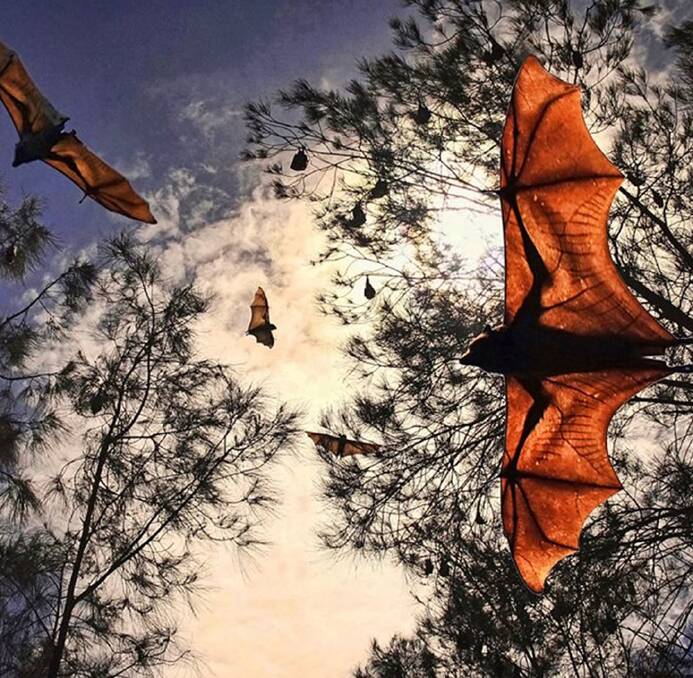 Numbers game: Council has completed its quarterly flying fox camp count in the Kooloonbung Creek area.