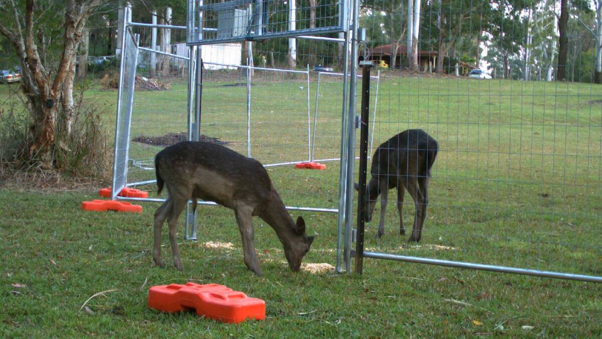 Caught in a trap: The trapping program looks promising to provide a cost-effective option to manage wild deer populations in the Port Macquarie-Hastings.