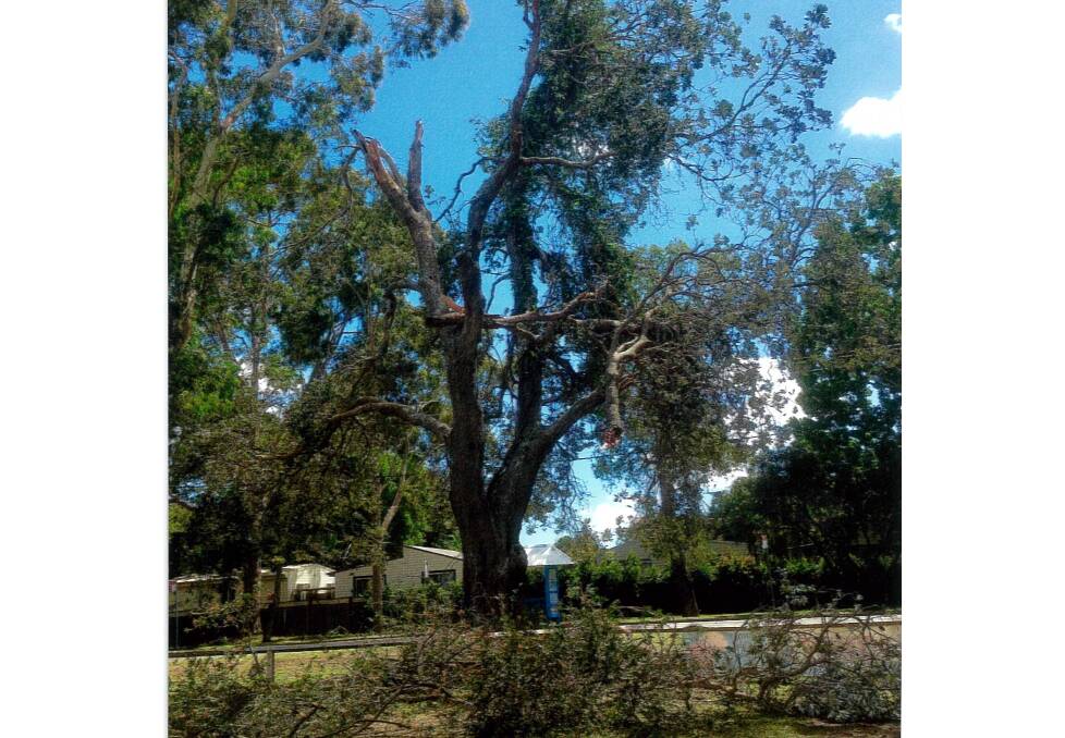 Damage done: This damaged tree at Hamilton Green was removed by council following Monday night's horrendous storm. Photo: supplied