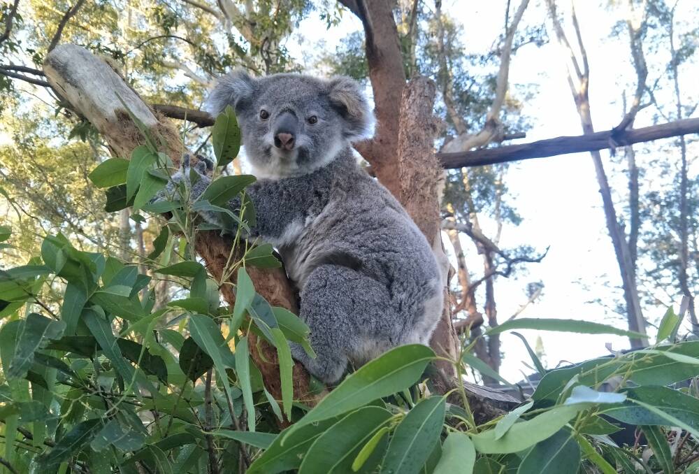 Koala Hospital volunteers are preparing to further investigate burnt out areas looking for injured koalas and wildlife.