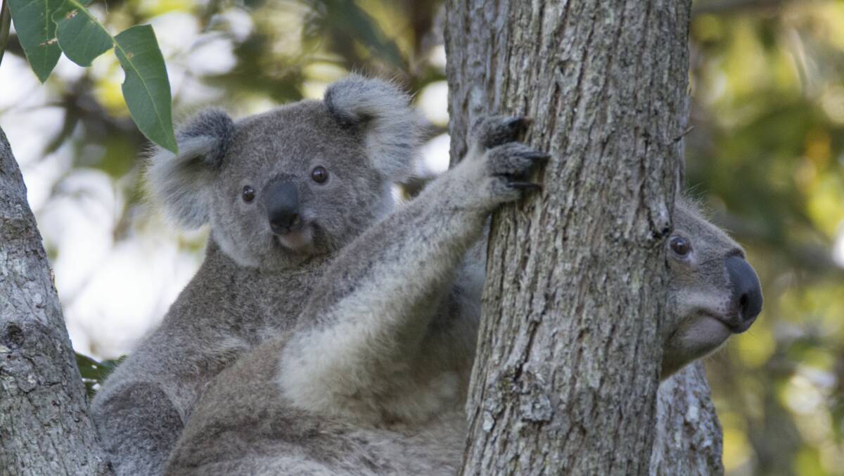 Time to rename our region the Koala Coast