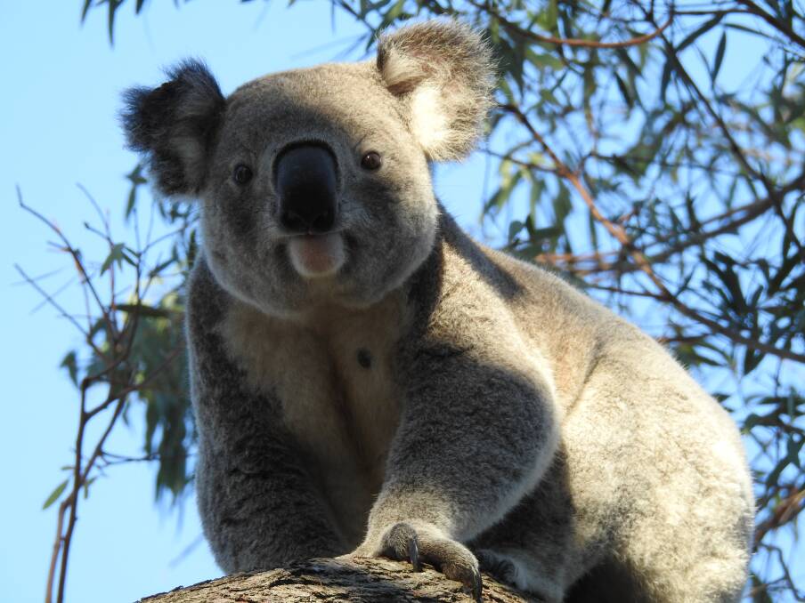 2021 Council Election: What more can council do to protect koalas?