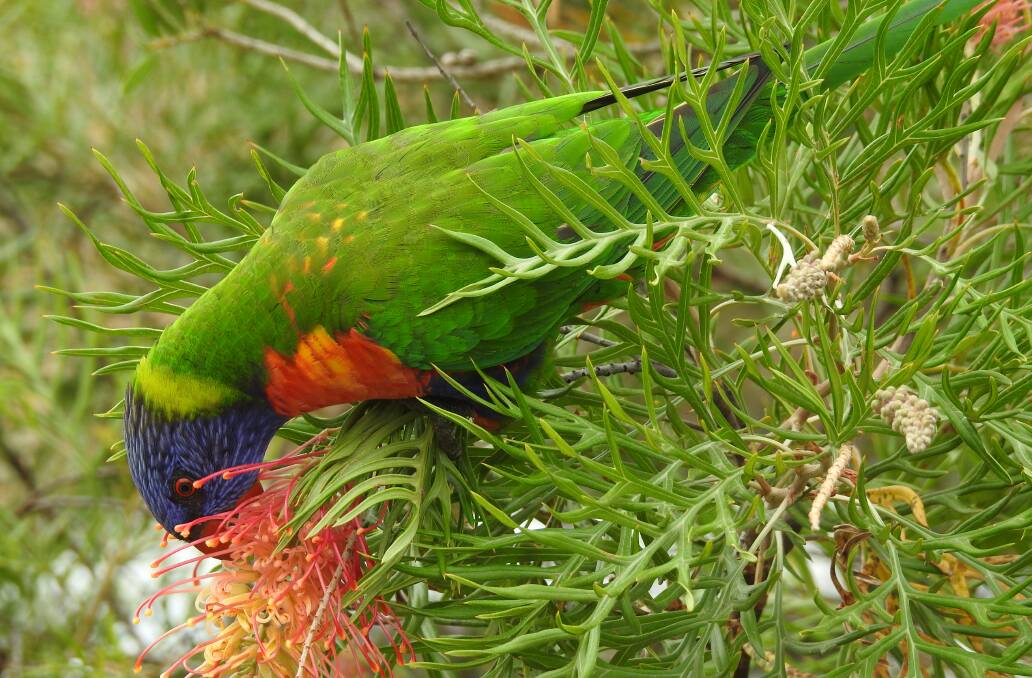 The rainbow lorikeet is a species of Australian parrot. Photo: Letitia Fitzpatrick