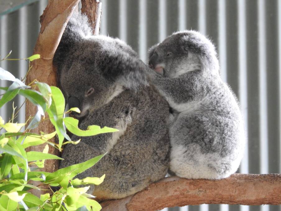 The Port Macquarie Koala Hospital's annual koala food tree giveaway is on again.
