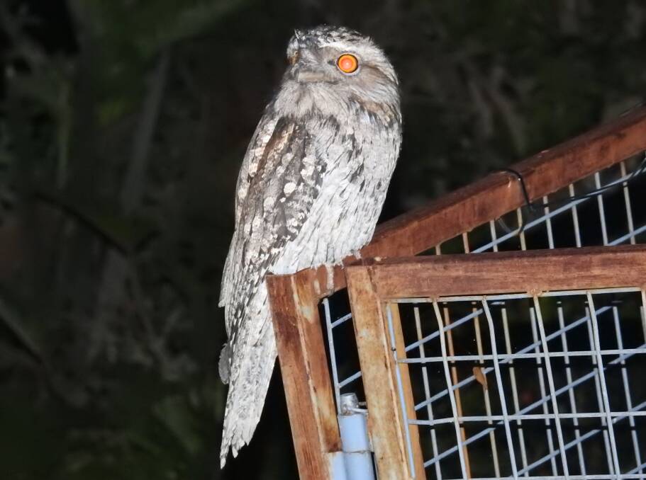 The tawny frogmouth, a species of nightjar, is also native to Australia. Photo: Letitia Fitzpatrick.