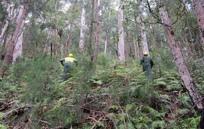Forestry staff assessing forests.