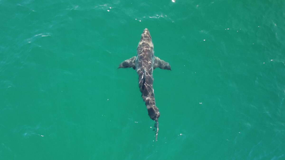 Beaches across the Mid North Coast will be among up to 50 in the state to have UAV pilots employed to watch over swimmers and surfers through an expanded shark surveillance program.