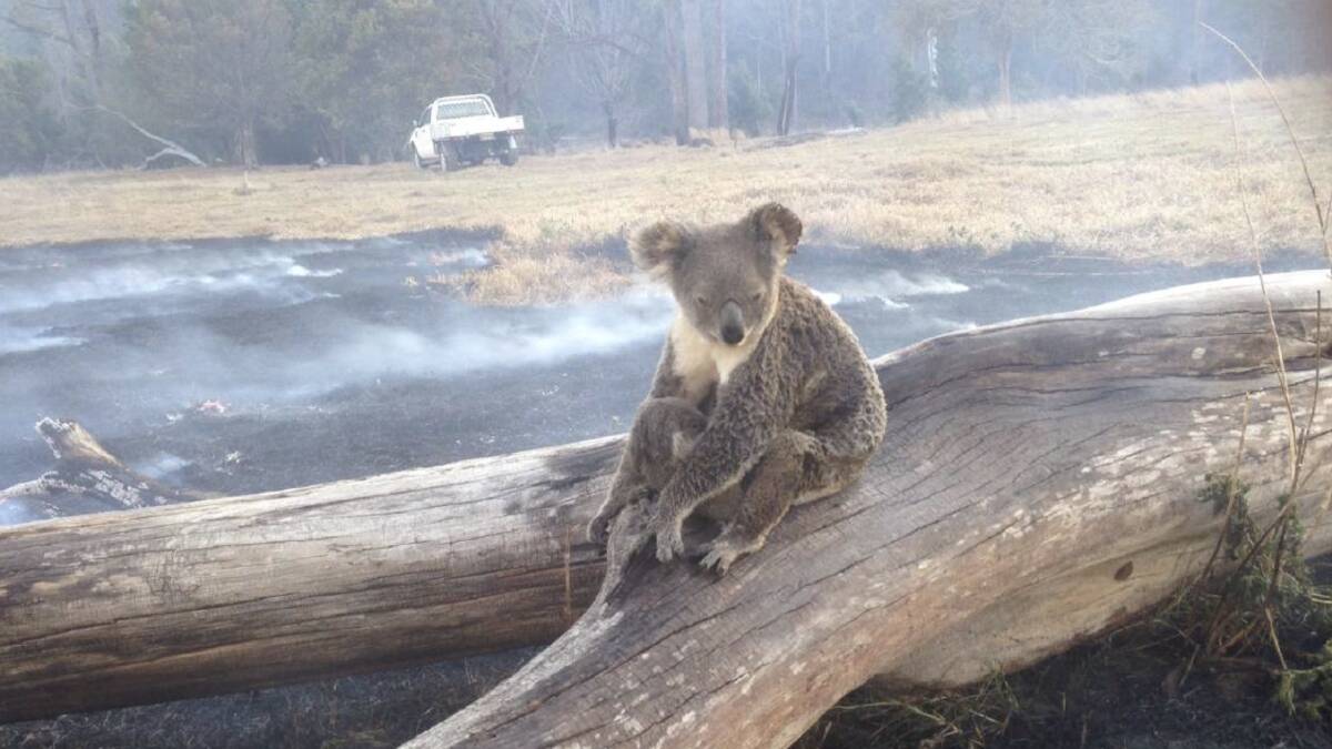 A koala amid the fire. Photo supplied by Aussie Ark
