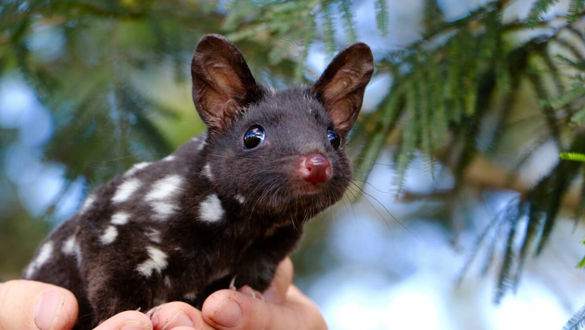 Eastern quoll. Photo supplied by Aussie Ark