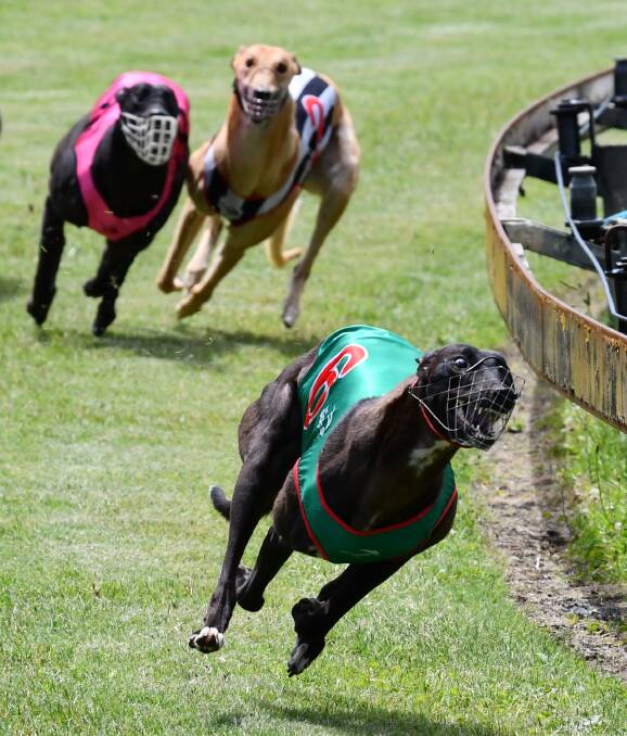 The future of greyhound racing in Wauchope and Kempsey appears clouded. Photo: Penny Tamblyn