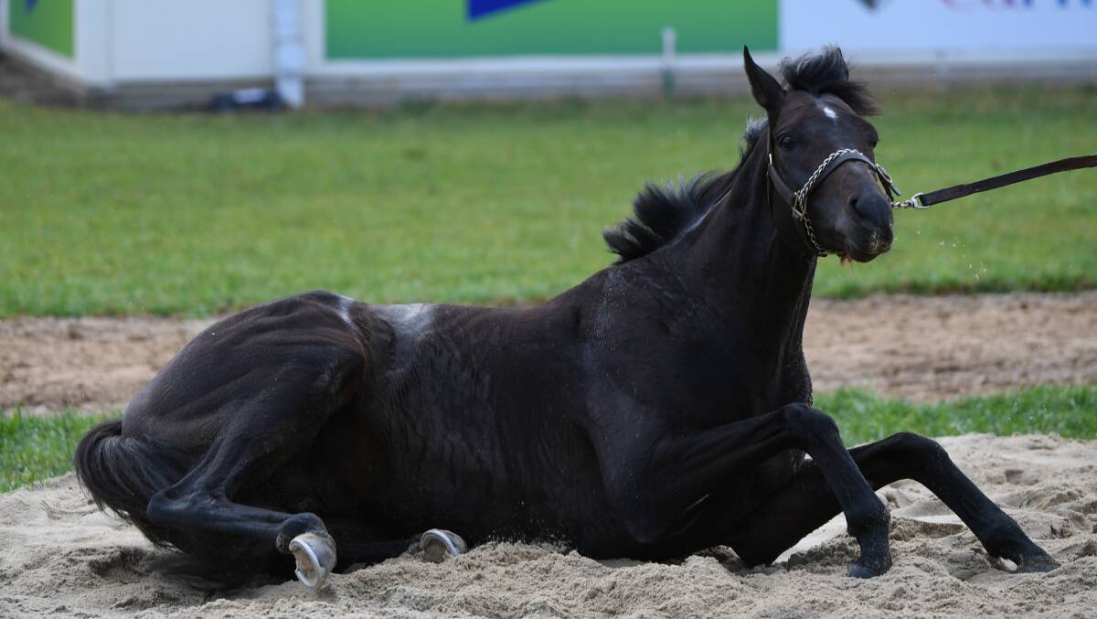 Sad: The Cliffsofmoher had to be euthanised as a result of a broken right shoulder during the Melbourne Cup on Tuesday. Photo: AAP/James Ross