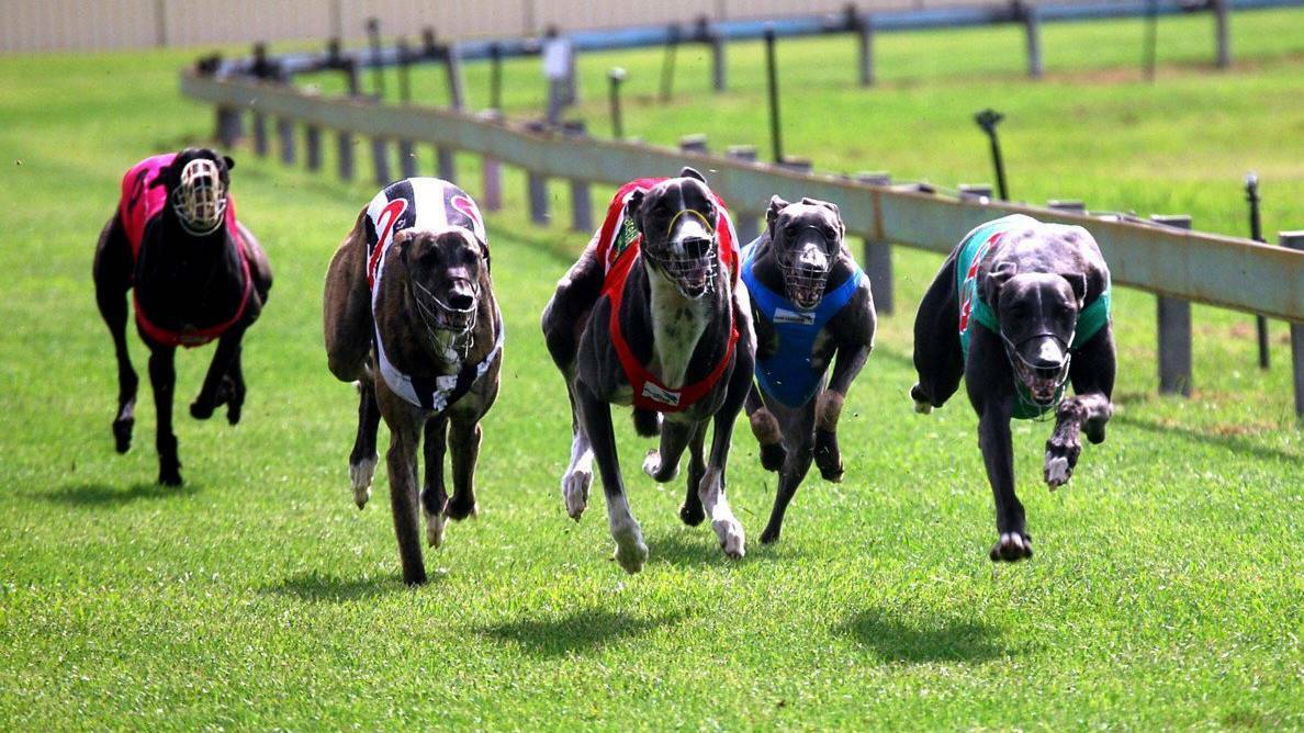 Any time now: Hastings River Greyhound Racing Club president Rex Nairn is still awaiting final confirmation the Wauchope track will be upgraded to TAB status.