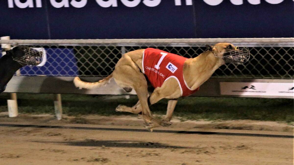 Good chance: Hastings greyhound Bago Bye Bye will line up in the Australian Cup final at The Meadows on Saturday night. Photo: supplied