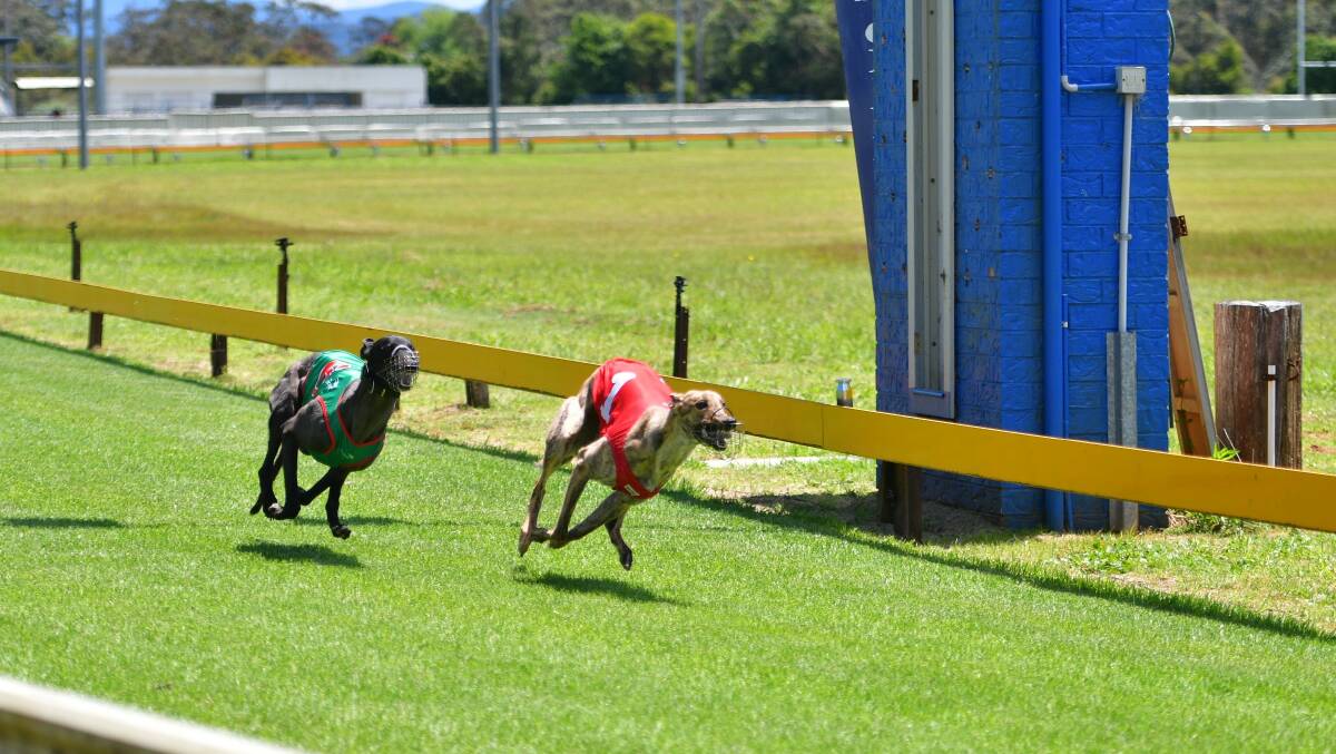 Greyhounds will be able to trial in a safer environment at the Wauchope track following a million dollar funding injection. Picture by Paul Jobber