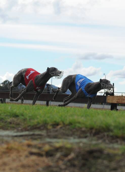 Impressive: Addy Bee (in the red) can't quite keep up with Mini Cousin at Wauchope in August. Photo: Ivan Sajko